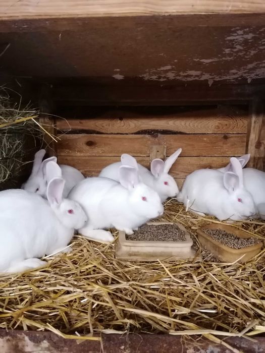 Króliki Termondzkie Białe z rodowodami