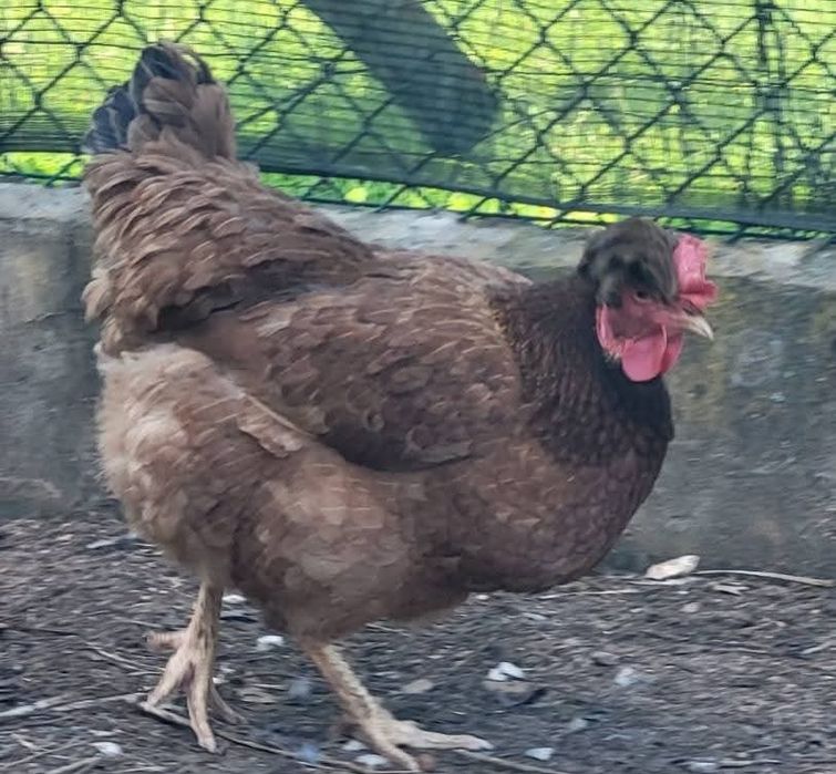 Ovos de galinha Posavina Posavina (Posavska kukmasta kokoš)