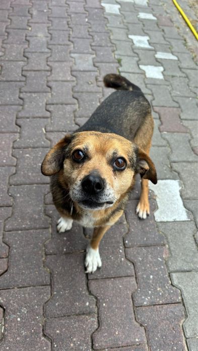 Piasek samiec pies kundelek do adopcji kalisz poznan wroclaw lodz