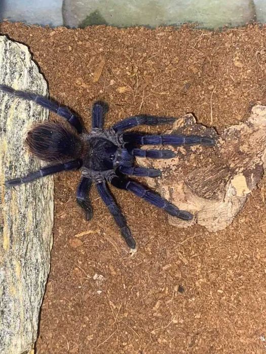 Sprzedam 2 Ptaszniki Pajęczaki