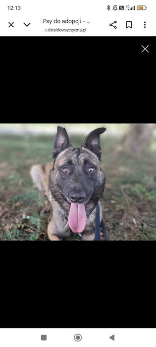 Piesek w typie owczarka Belgijskiego czeka na dom