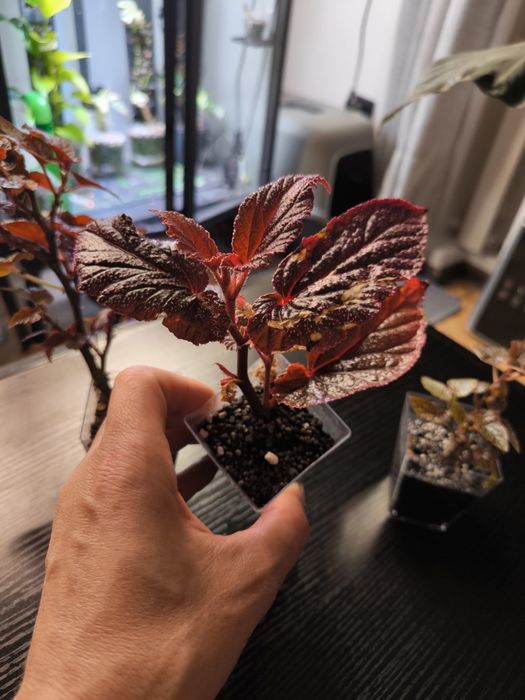 Piękna Begonia U062