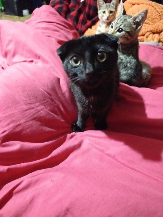 Продам котика , веслоухий чорний
