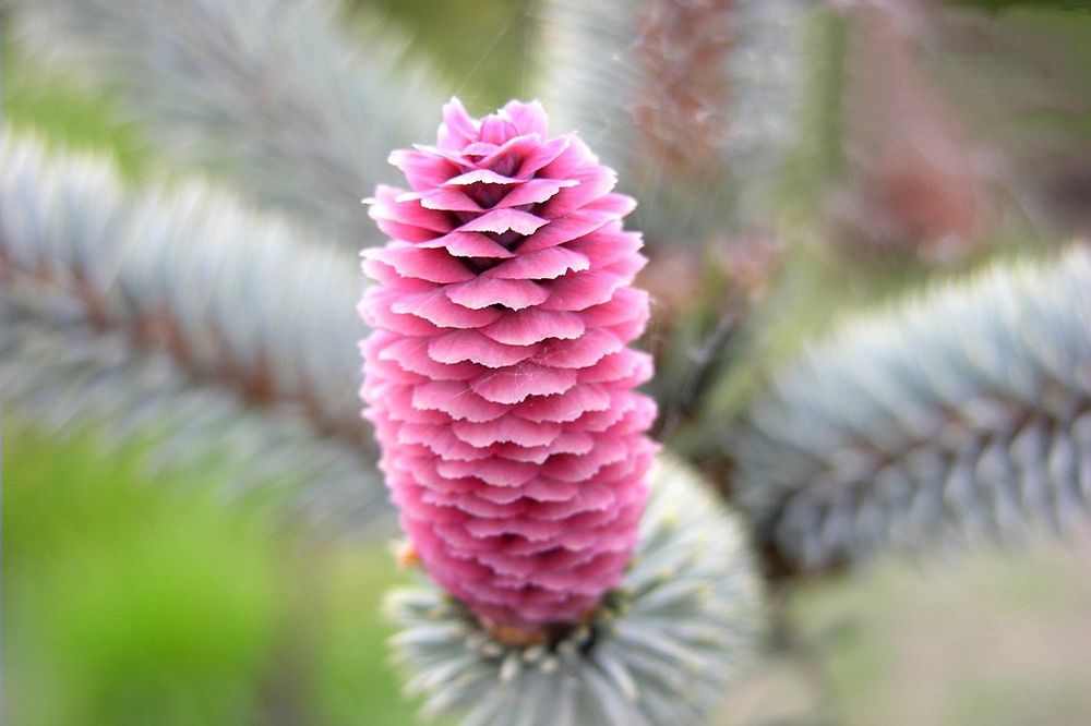 Ель колючая   Hoopsii