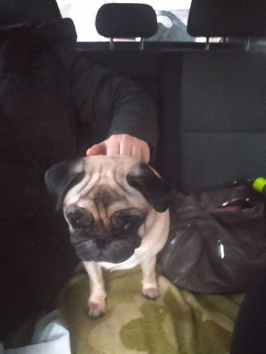 В САЛОНІ авто індивідуальне перевезення тварин ЗООТАКСІ