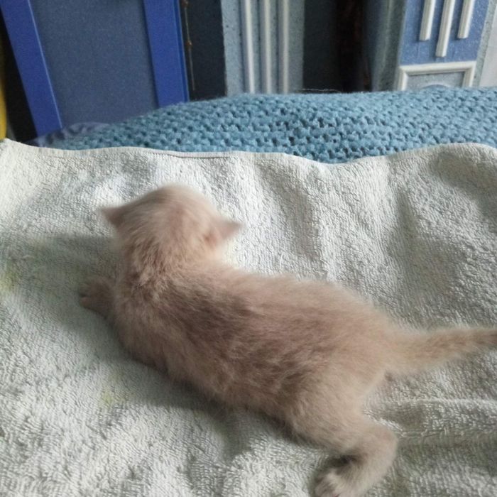 Кошенята,_ в добрі руки