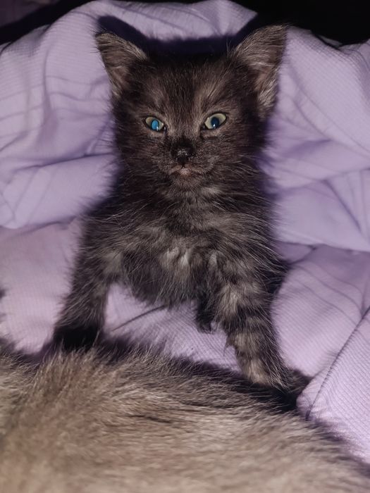 Дві маленькі кішечки принцеси шукають родину!