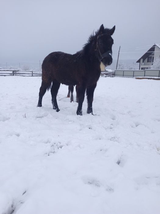 Продам жеребчика