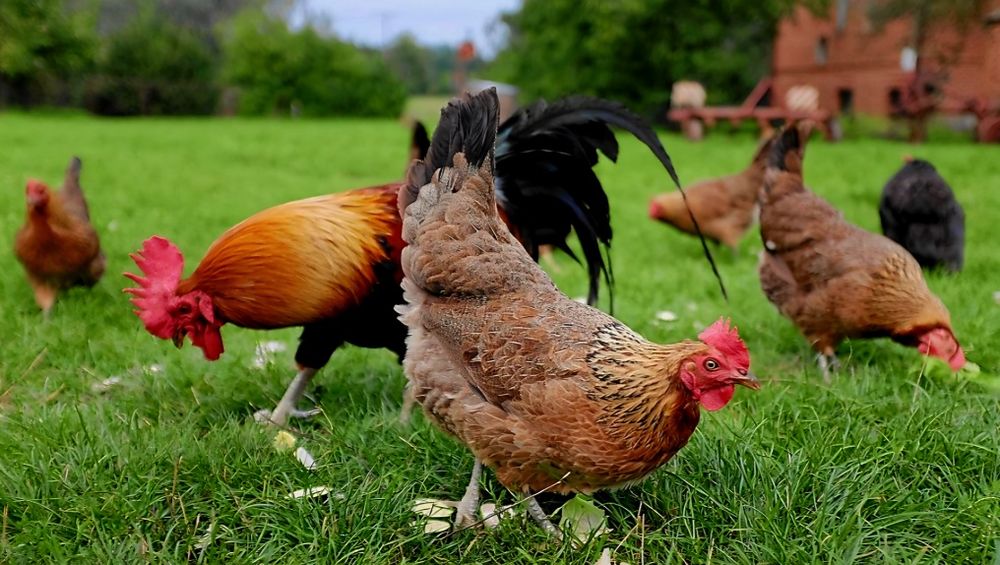 Jaja jajka naturalne jaja ekologiczne jaja od kur z wolnego wybiegu