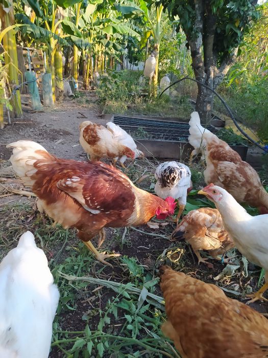 Galos  galinhas Caseiros, Criado Ar Livre