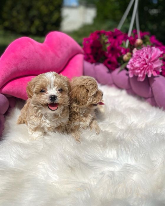 Наймиліші мальтипу