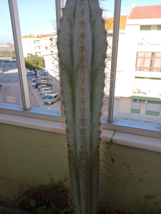 Vaso com Cactos - Duas espécies