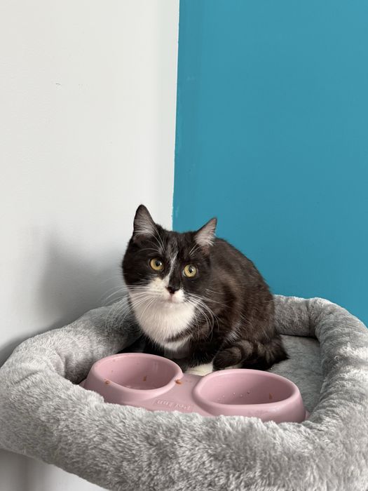 Kotka do oddania czarno buala