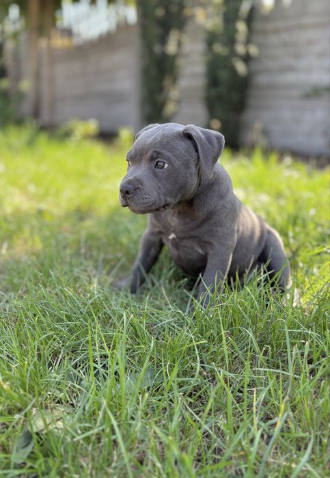 Staffordshire Bull Terrier -Staffik