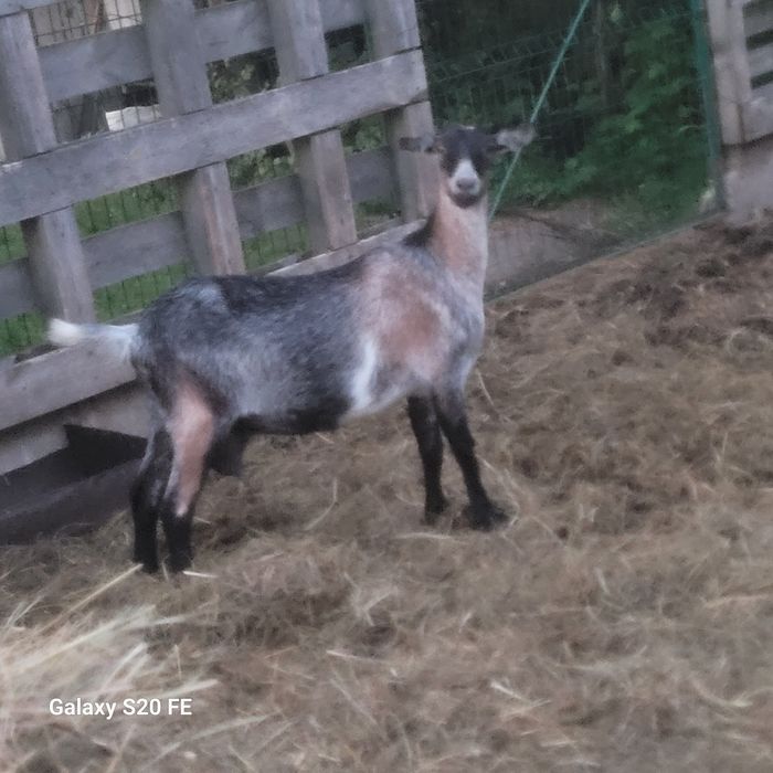 Kaza,Kozioł,Kucyk