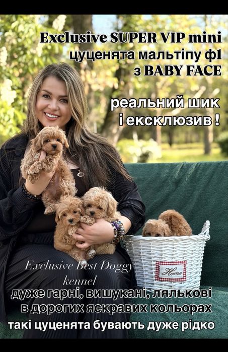 ‼️Шикарні МАЛЬТІПУ‼️ Цуценята VIP mini мальтіпу ф1 з BABY FACE. Щенок мальтипу.