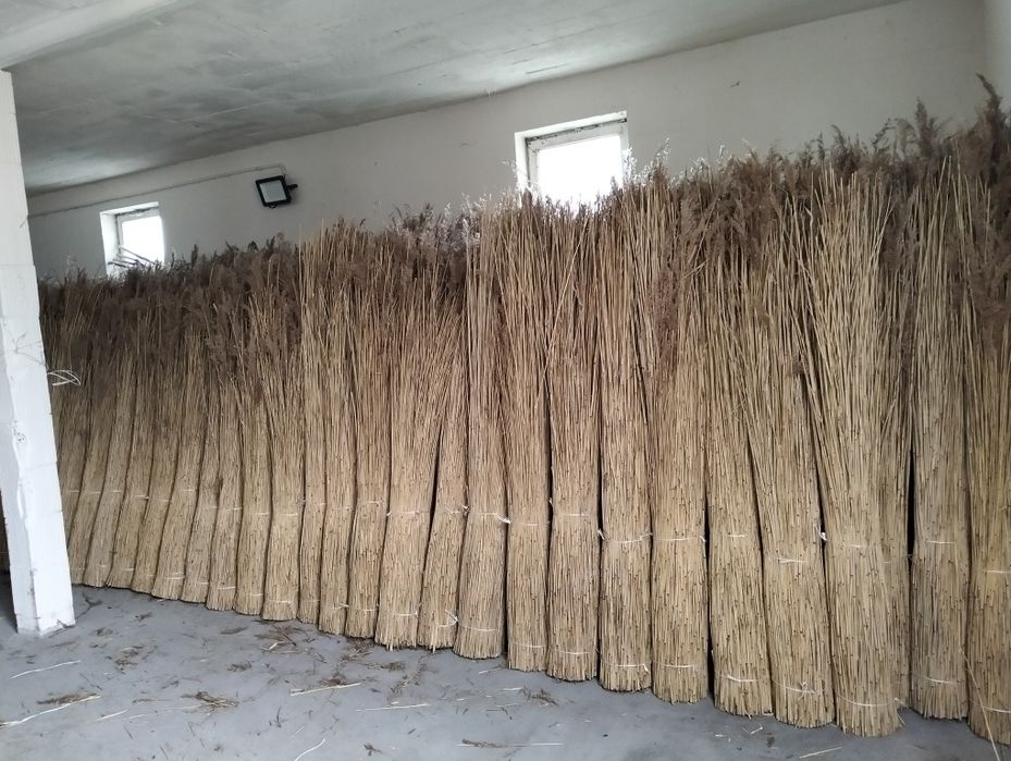 Trzcina dachowa , snopeczki