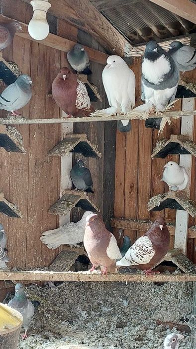 Gołębie pocztowe i ozdobne