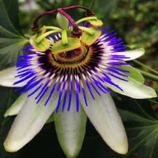 Маракуйя свіжі зрізи та велика рослина