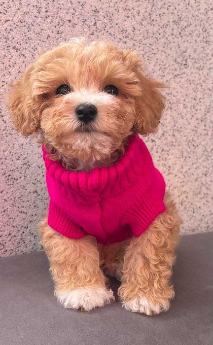 Цуценятко мальтіпу з доставкою у Ваше місто