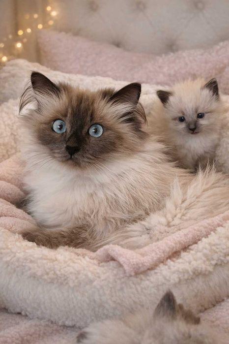 Kocur Syberyjski Neva Masquarade