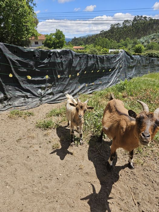 Cabrito macho anão para venda