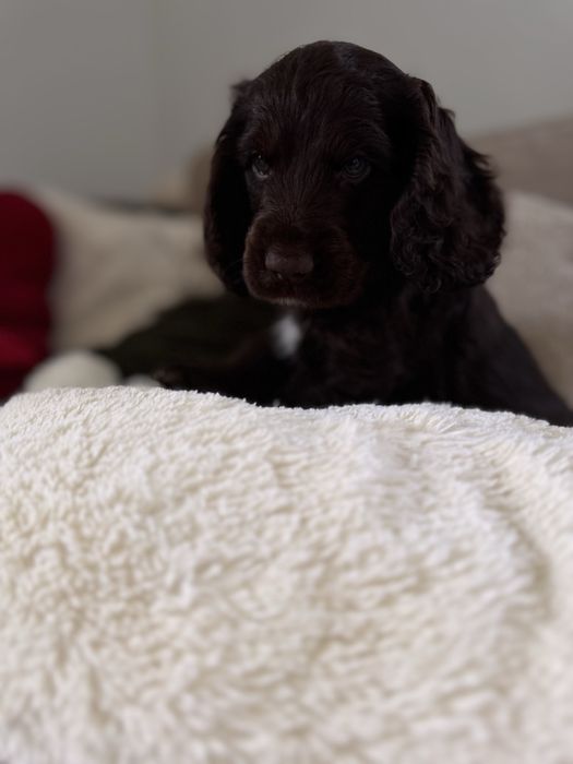 POMELO - Cocker Spaniel Angielski REZERWACJA