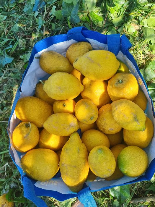 Limões caseiros 100% naturais