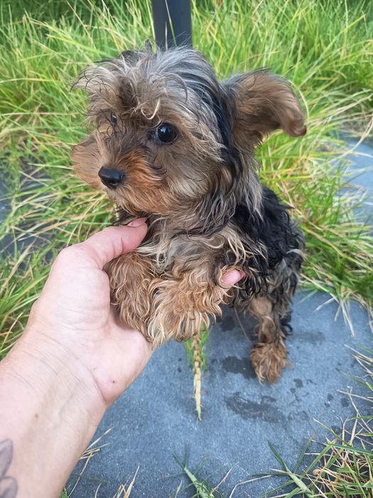 Yorkshire Terrier biewer arlequim miniatura com 4 meses 1kilo e 200