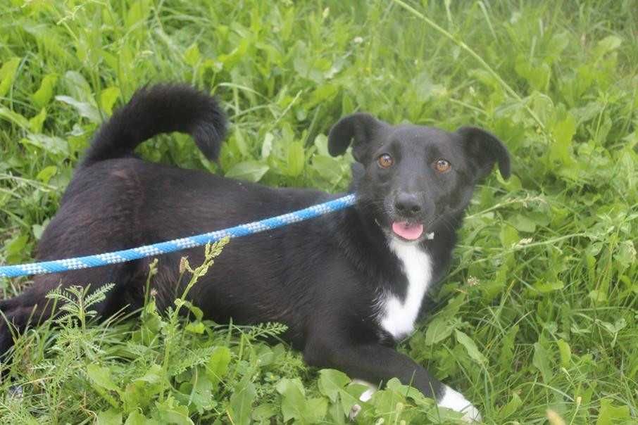 587350 Czika do adopcji