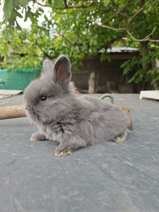 Króliki karzełki i mini lop.