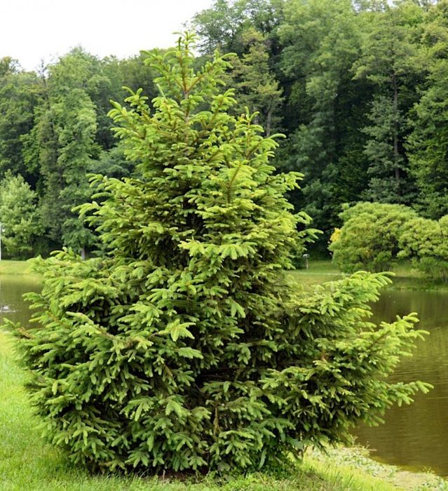 Ялина звичайна або європейська