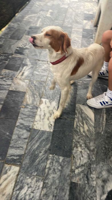 Cadela para adopção responsável