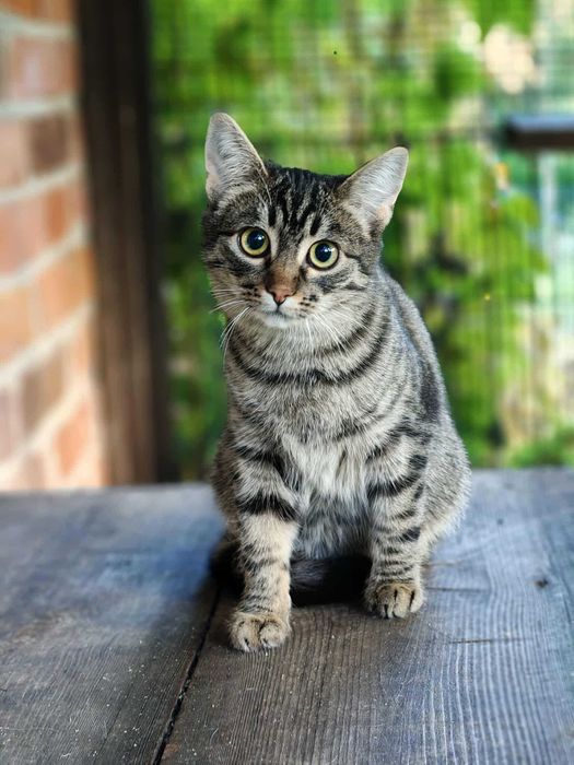 Iskierka czeka na swój dom