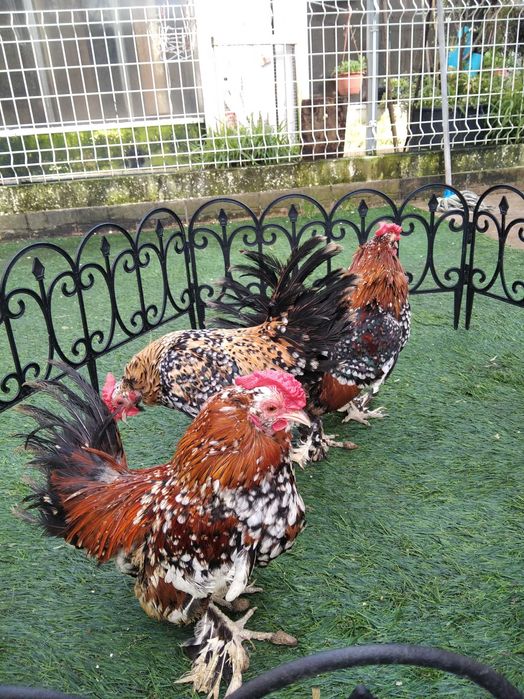 Garnizos Mil Flores (machos)