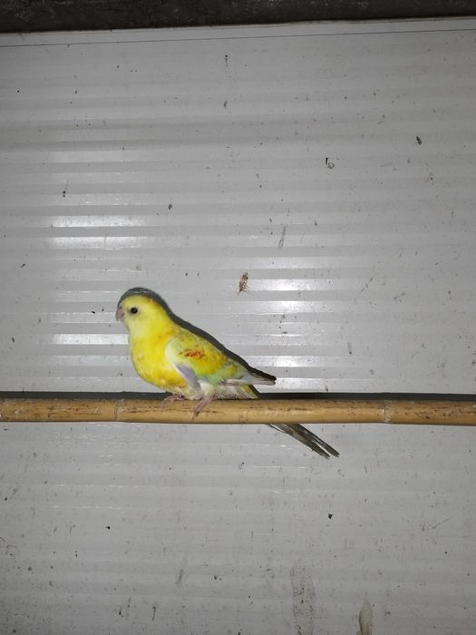 Disponível casal red rumped ...