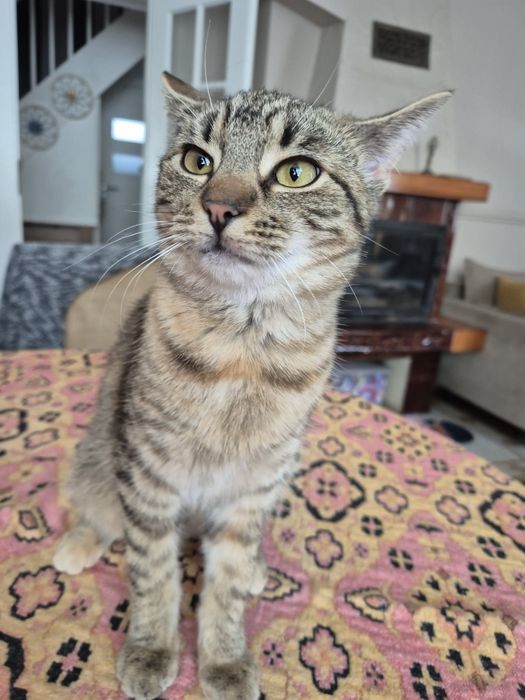 10 miesięczna, wysterylizowana kotka Mania do adopcji.