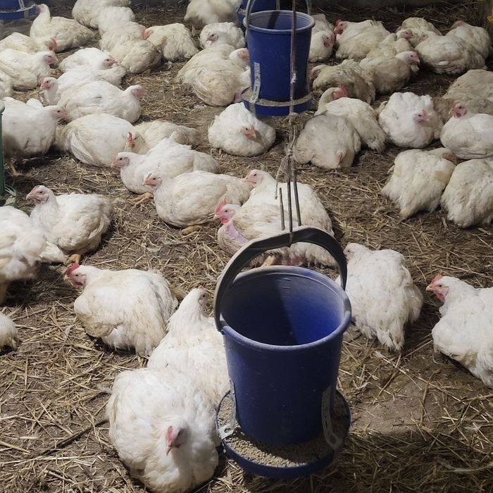 Продам домашнього бройлера