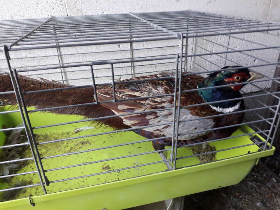 Bazanty polne  łowne samiec