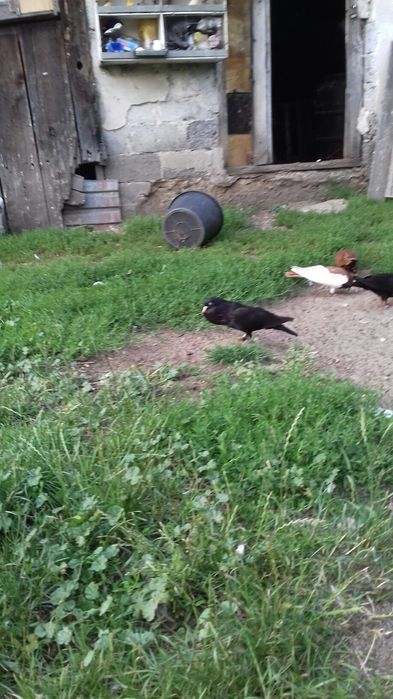 Garlacze stawaki polskie