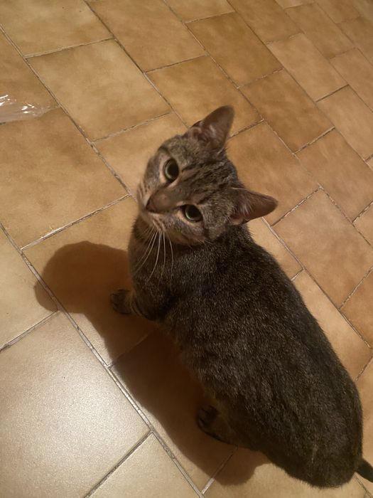 Oddam kotke w dobre ręce