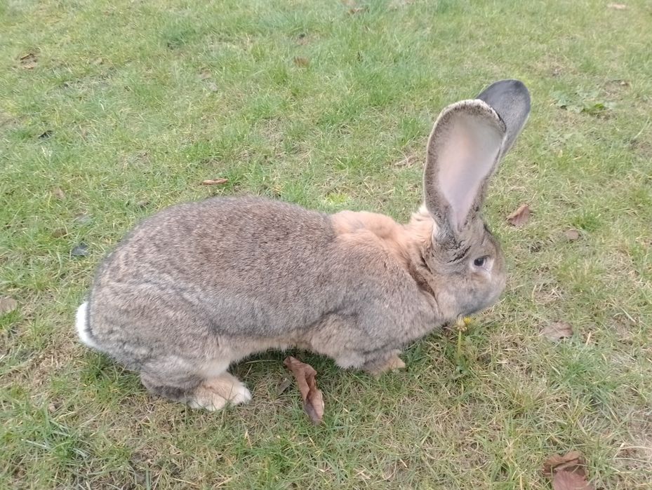Sprzedam samca i samice  olbrzym belgijski samiec bos