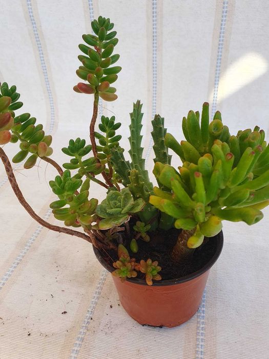 Planta - Crassula & Sedum & Rhipsalis