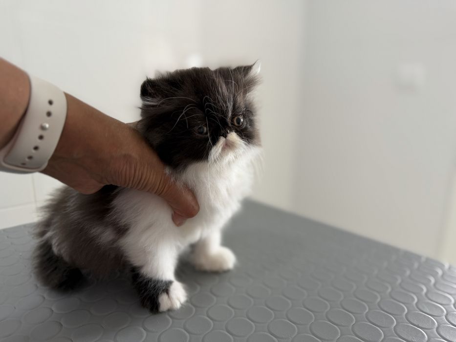 Gatinho Persa  Premium ! Excelente Linhagem!