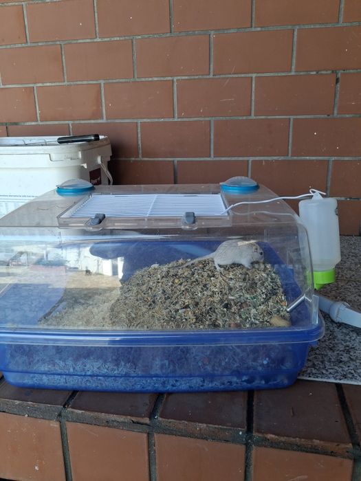 Gerbos com kit gaiola