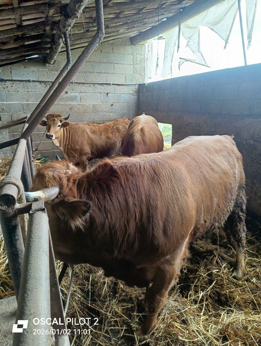 Três vitelos de raça marinhoa para venda