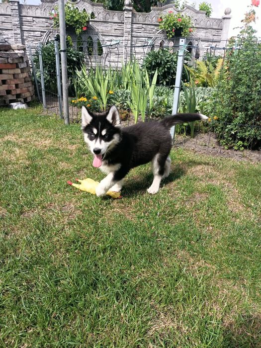 Syberian Husky Sunia