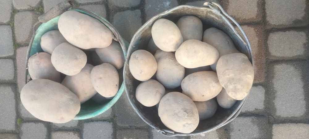 Картопля домашня , обмін .