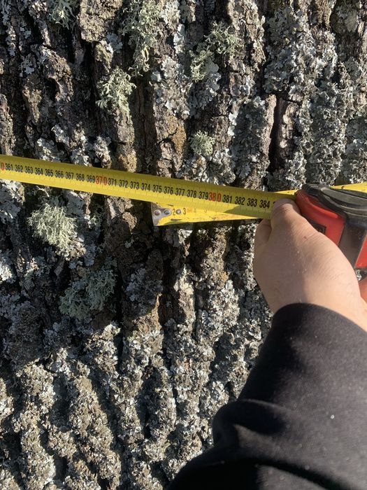 Продається дуб ще росте