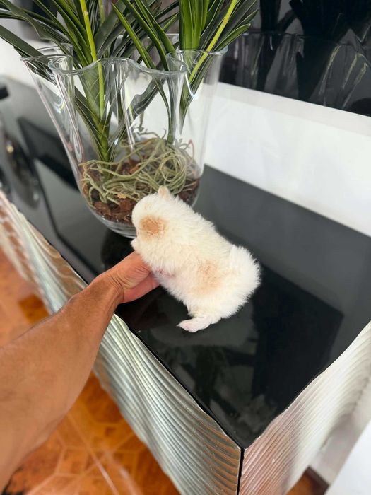 Spitz Alemão Anão e/ou Lulu da Pomerânia  FEMEA BRANCA E IZABELLA   com  LOP e AFIXO